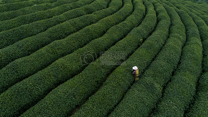 自然茶园茶叶采茶人图片