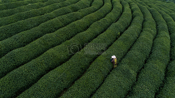 自然茶园茶叶采茶人图片