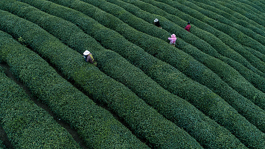 自然茶园茶叶采茶人图片