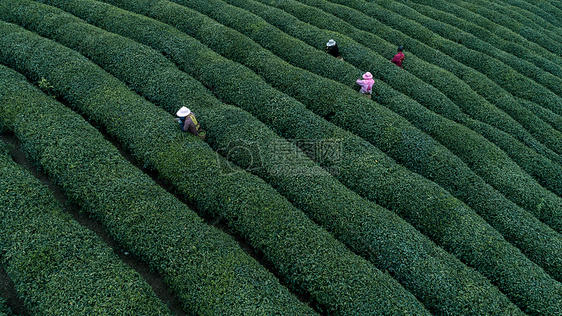 自然茶园茶叶采茶人图片