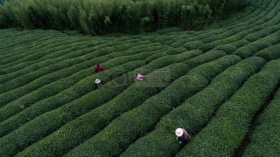 自然茶园茶叶采茶人图片