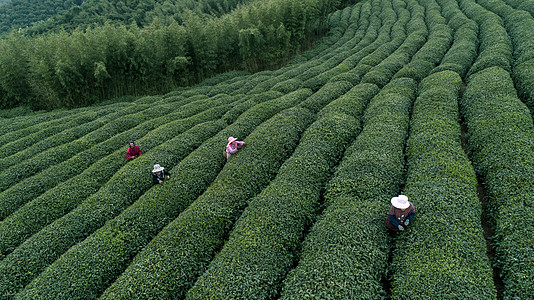 自然茶园茶叶采茶人高清图片