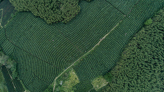 杭州茶叶博物馆自然茶园茶叶采茶人背景