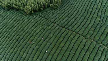 自然茶园茶叶采茶人图片