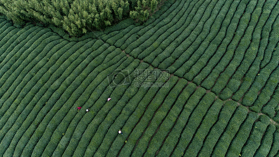 自然茶园茶叶采茶人图片