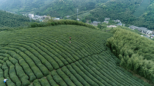 自然茶园茶叶采茶人高清图片