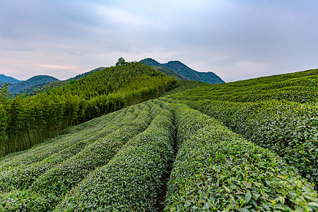 自然茶园茶叶采茶人图片