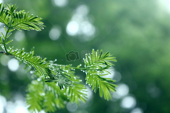 雨滴图片