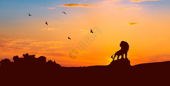 狮子王夜空耍狮子高清图片