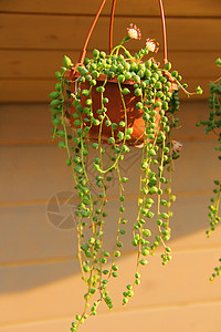 阳光下茁壮生长的吊篮盆栽图片