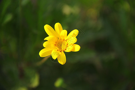 黄色小花图片