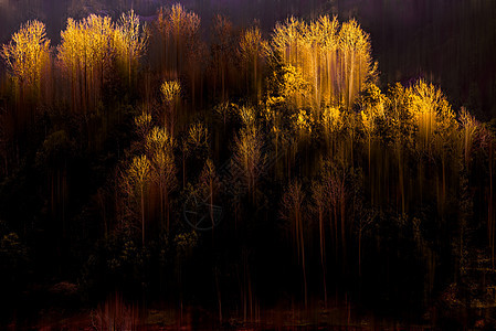 深秋的森林背景图片