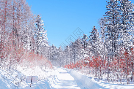 东北雪乡森林雪背景