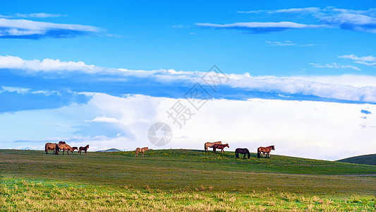 蓝天草坪内蒙草原上自由自在的马背景