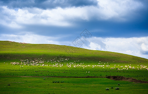 大草原上散落的羊群图片