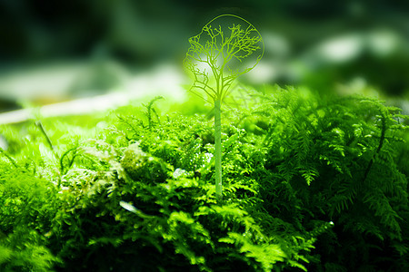 苔藓科技大脑设计图片