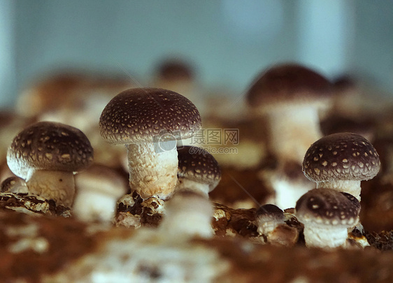 菌棒上的香菇图片
