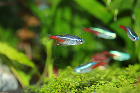 鱼缸里的小鱼图片