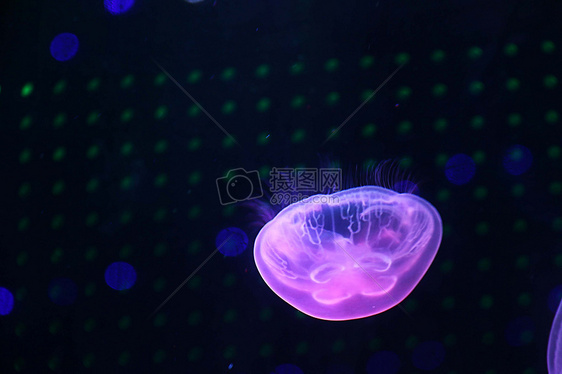 水母  海洋生物图片