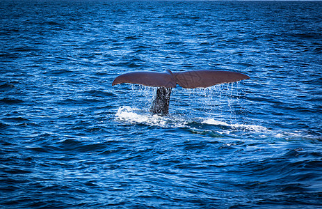 鲸鱼天空新西兰凯库拉观鲸背景