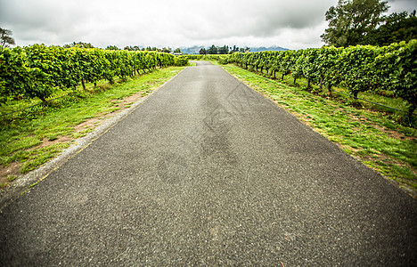 新西兰云雾之湾葡萄庄园里的公路高清图片