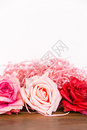 520情人节浪漫玫瑰背景素材图片