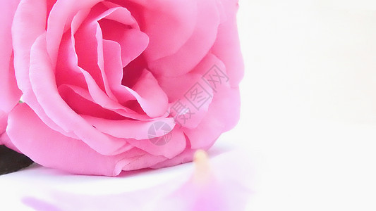 白色背景粉色玫瑰花特写图片
