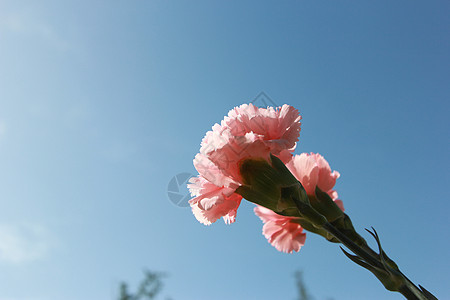 粉色的花康乃馨图片