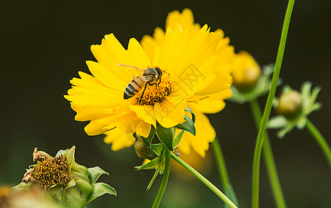 花粉勤劳的蜜蜂背景