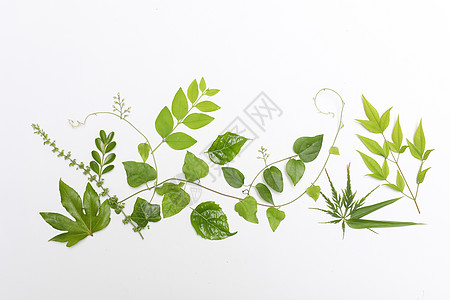韩式画框素材创意绿色树叶造型背景
