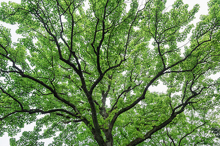 充满生命力枝繁叶茂的大树背景图片