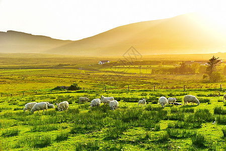 英国天空岛草原黄昏绵羊背景图片