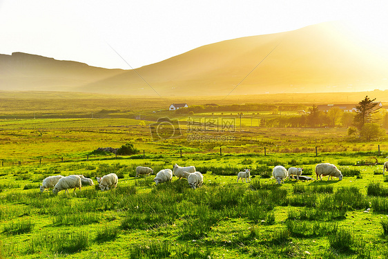 英国天空岛草原黄昏绵羊图片