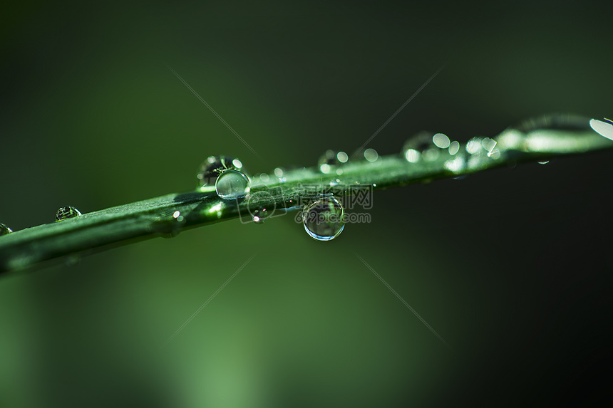 水滴晶莹图片