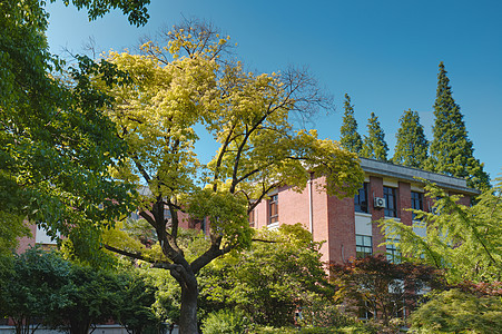 大学里的林荫道背景图片