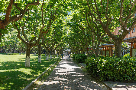 大学里的林荫道背景图片