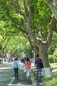 大学里的林荫道背景图片