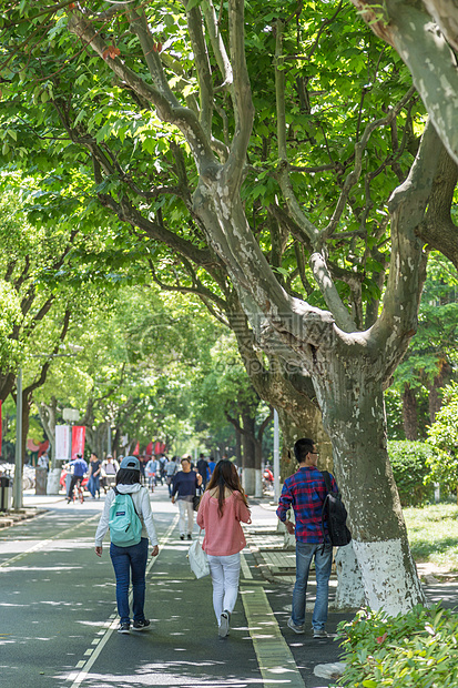 大学里的林荫道图片