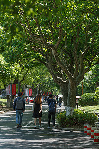 大学里的林荫道背景图片
