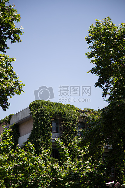 长爬山虎的教学楼图片