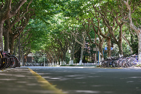 大学里的林荫道背景图片