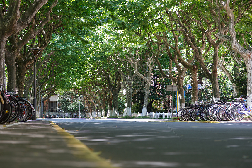 大学里的林荫道图片