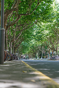 马路人行道大学里的林荫道背景