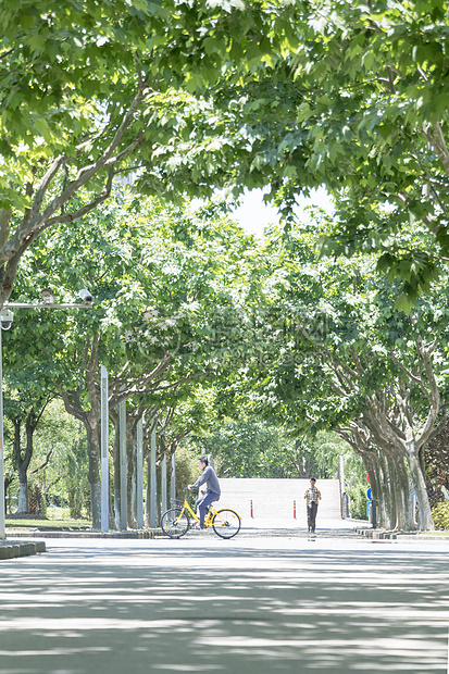 毕业季大学校园林荫道图片