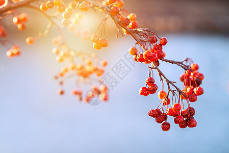 甜蜜红果子背景图片