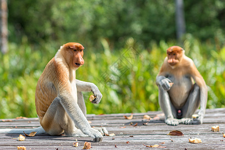 马来西亚长鼻猴背景图片
