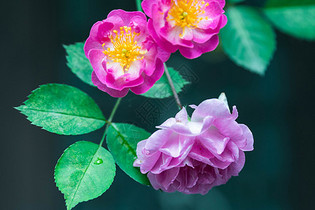 盛开的蔷薇花图片