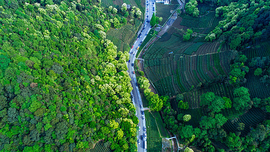 杭州梅家坞航拍梅家坞绿色茶园背景