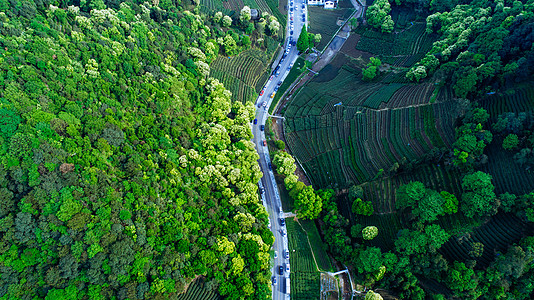 茶叶路素材航拍梅家坞绿色茶园背景