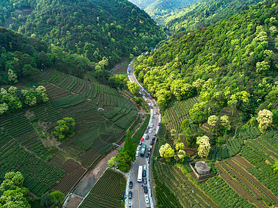 茶叶路素材航拍梅家坞绿色茶园背景